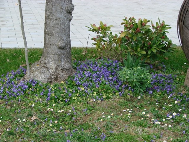 Ljubičice pod magnolijom